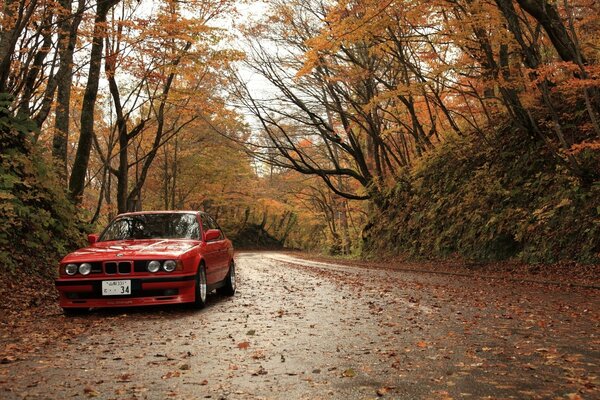 Red car on the background of yellow autumn