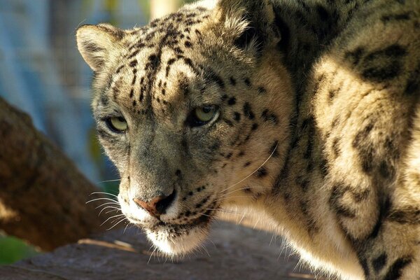 Uno sguardo ravvicinato al leopardo delle nevi