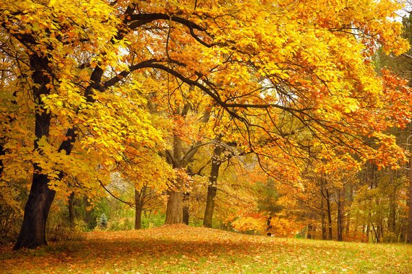 Beau parc orange-jaune