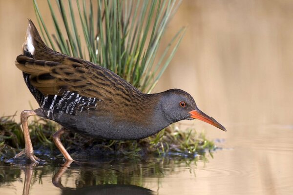 The bird admires its spawning