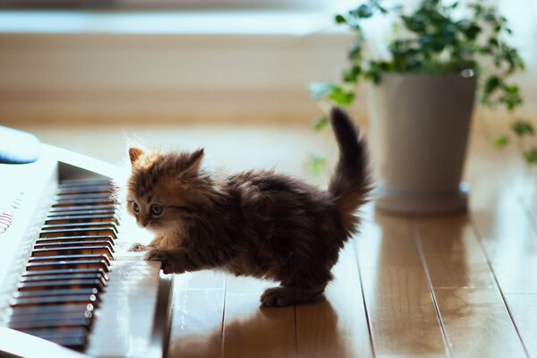 A playful kitten next to a synthesizer