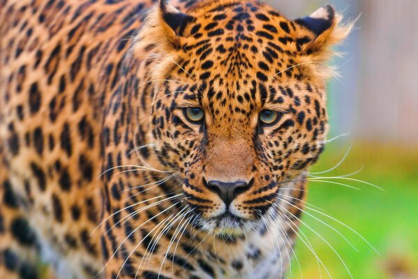 Hermoso leopardo mirando a la gente