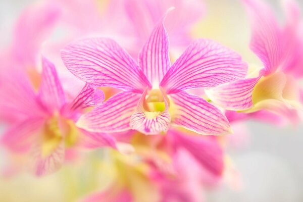 Delicate spring blooms of orchids