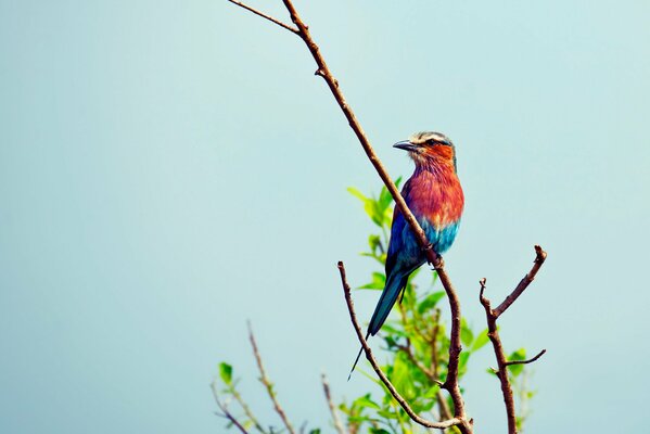 Uccello seduto su rami di piume colorate screziate su uno sfondo di fogliame