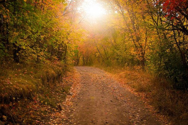 Autumn road in orange foliage