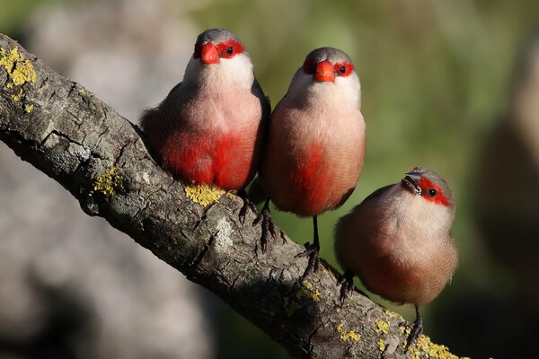 Tres hermosas aves con plumaje rojo