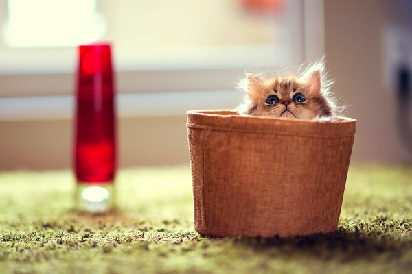 A little kitten in a basket. Photo