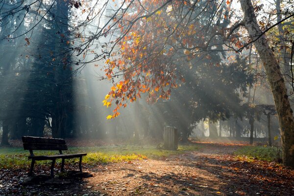 Luce solare attraverso gli alberi