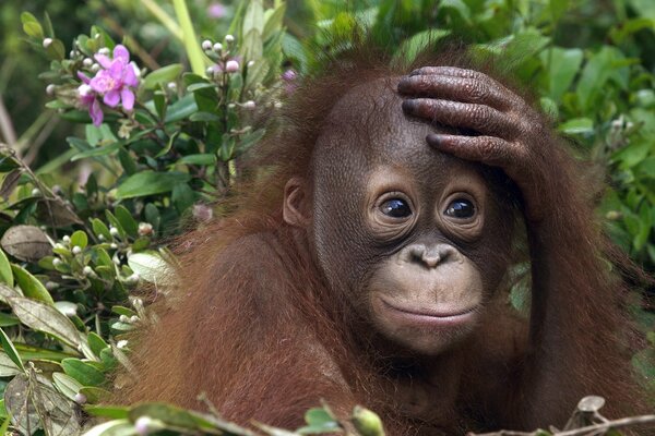 Le petit singe orang-outan attend maman avec sa proie