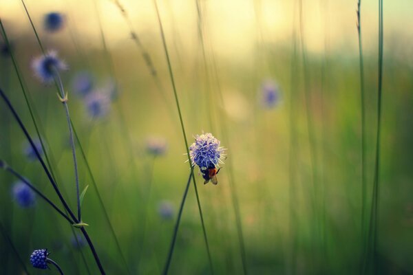 A bee on a blue flower