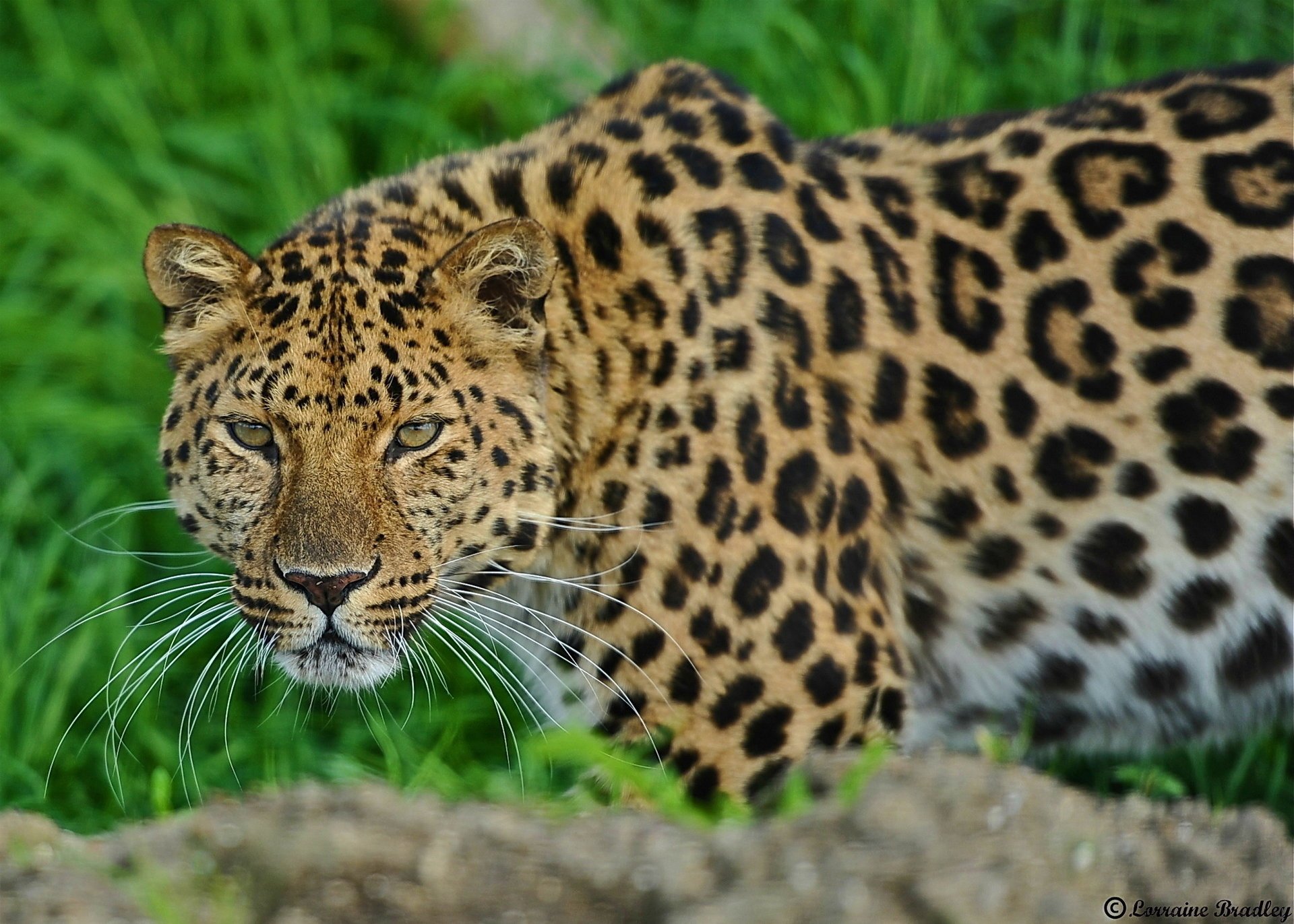 leopardo de pie leopardo hocico mirando