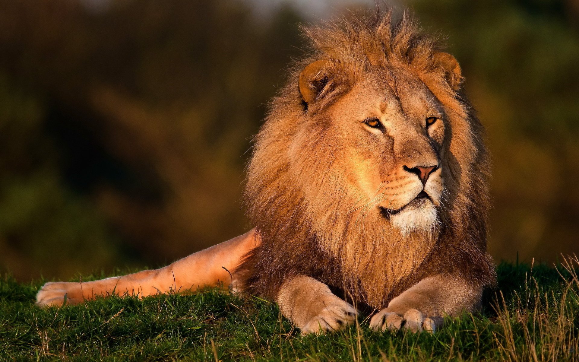 lion crinière museau se trouve regard