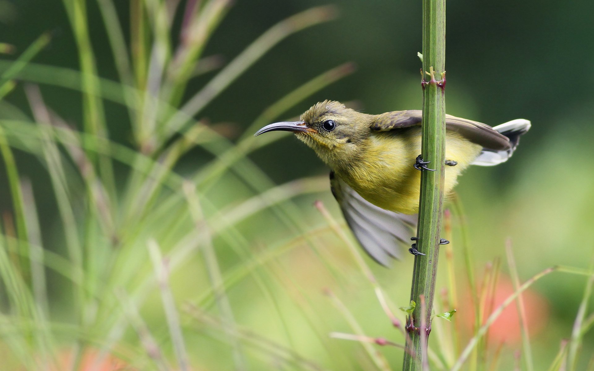 bird sunbird nectary bird grass branch