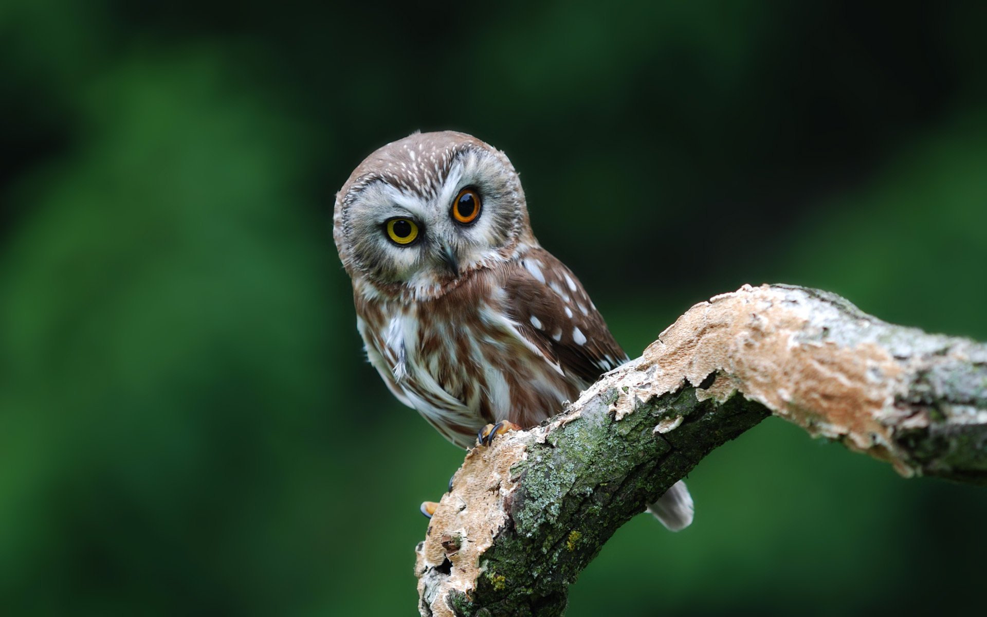 owl bird owl big-eyed branch