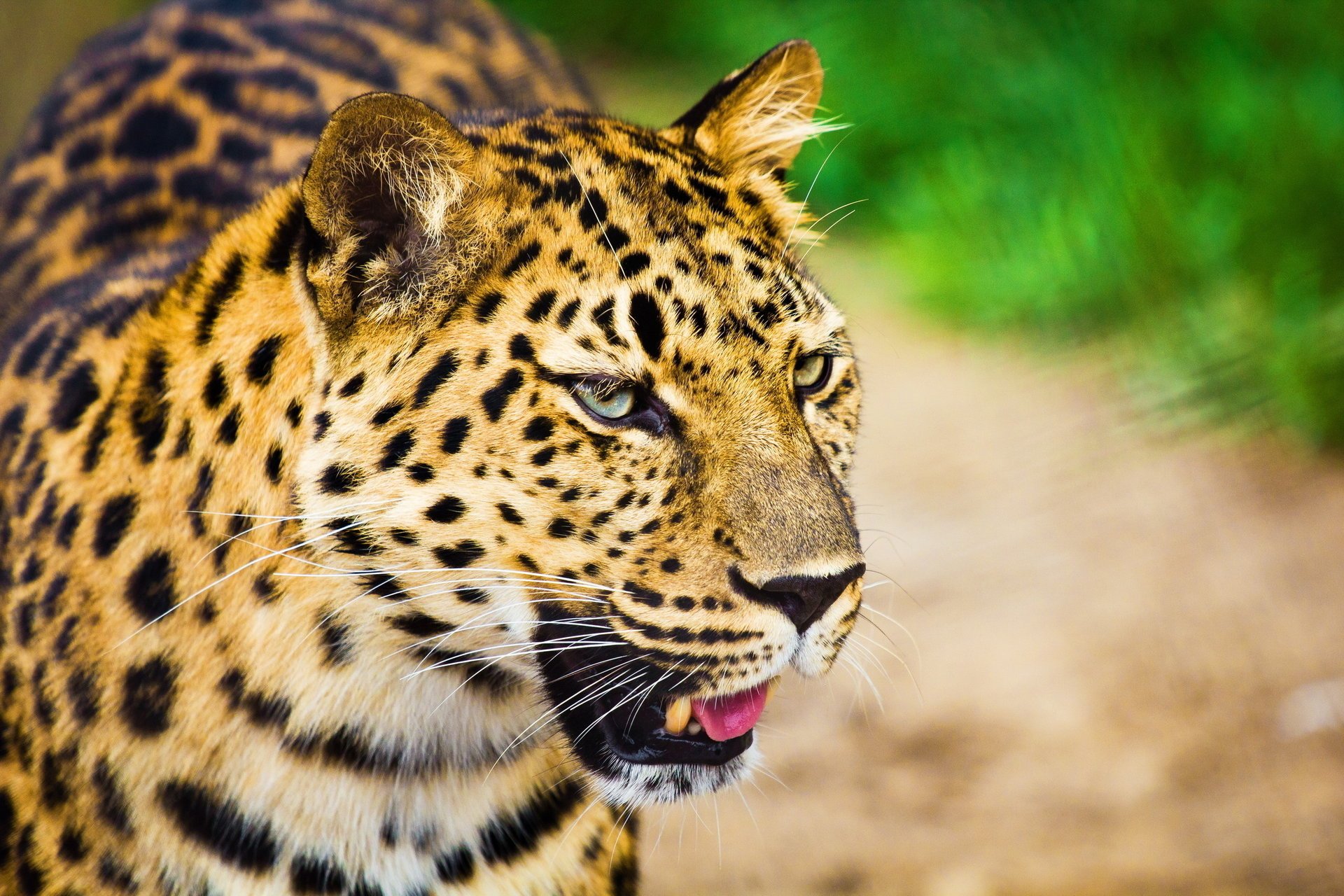 große gefleckte katze leopard schnauze schnurrbart blick