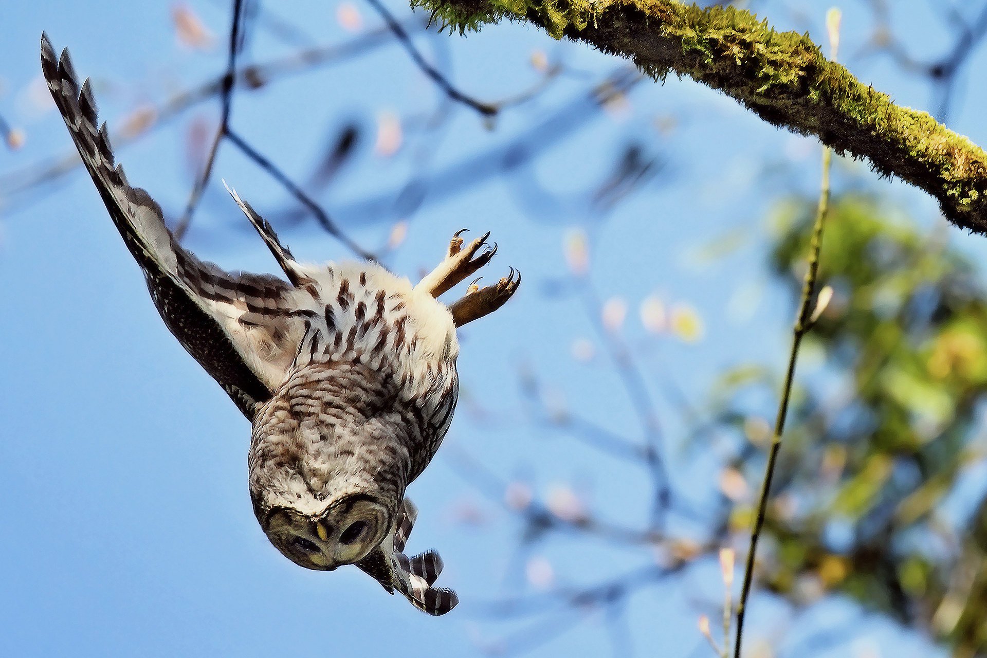 nach unten flügel zweig fällt fliegt eule