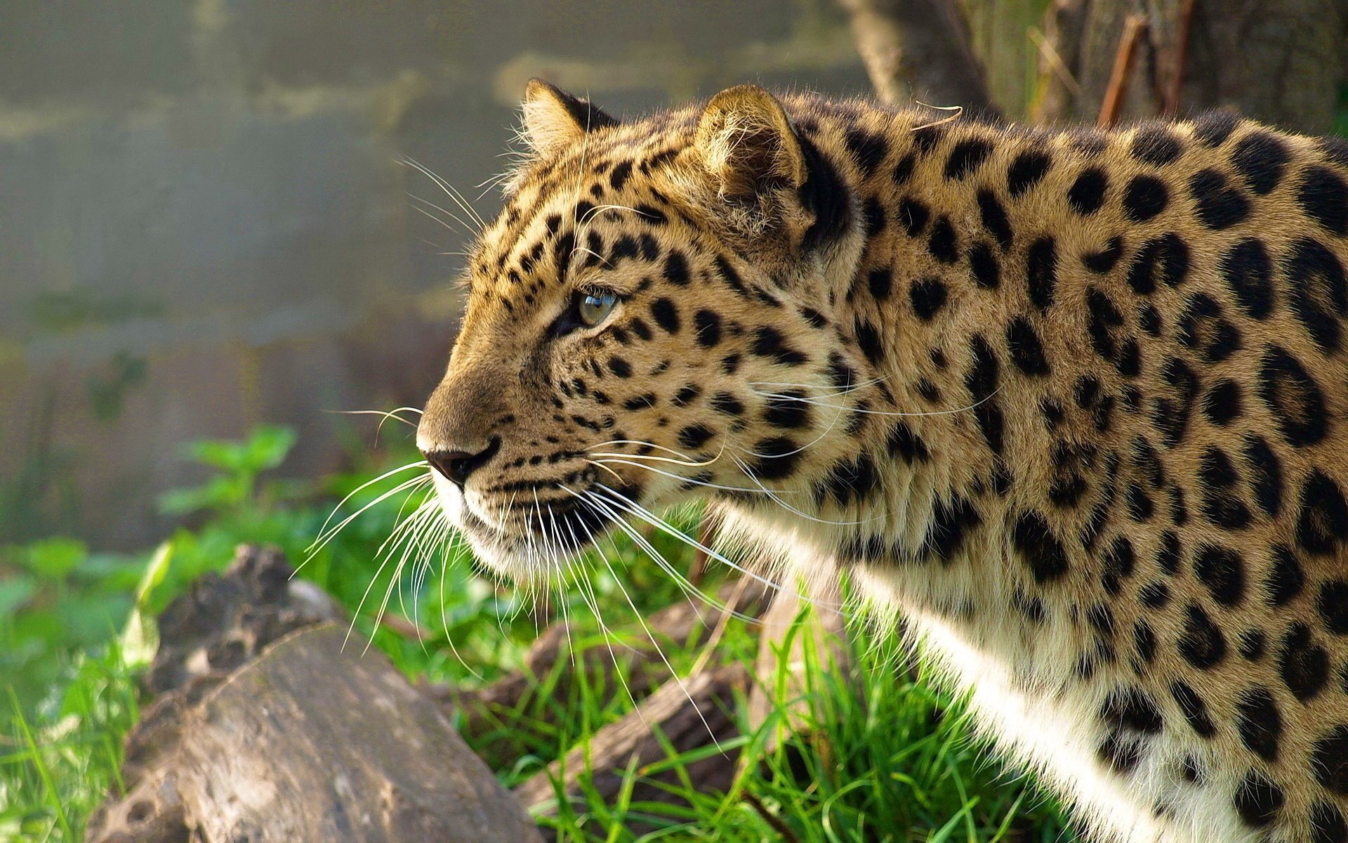 leopardo leopardo estremo oriente panthera pardus muso