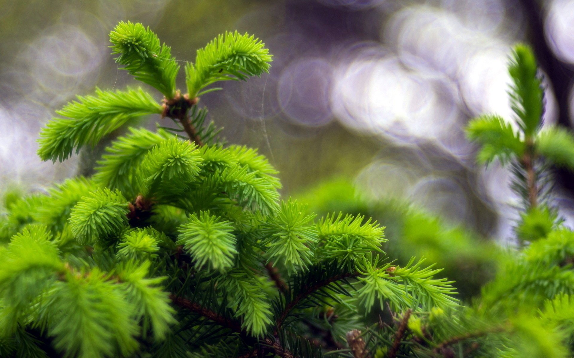 arbre de noël nature gros plan