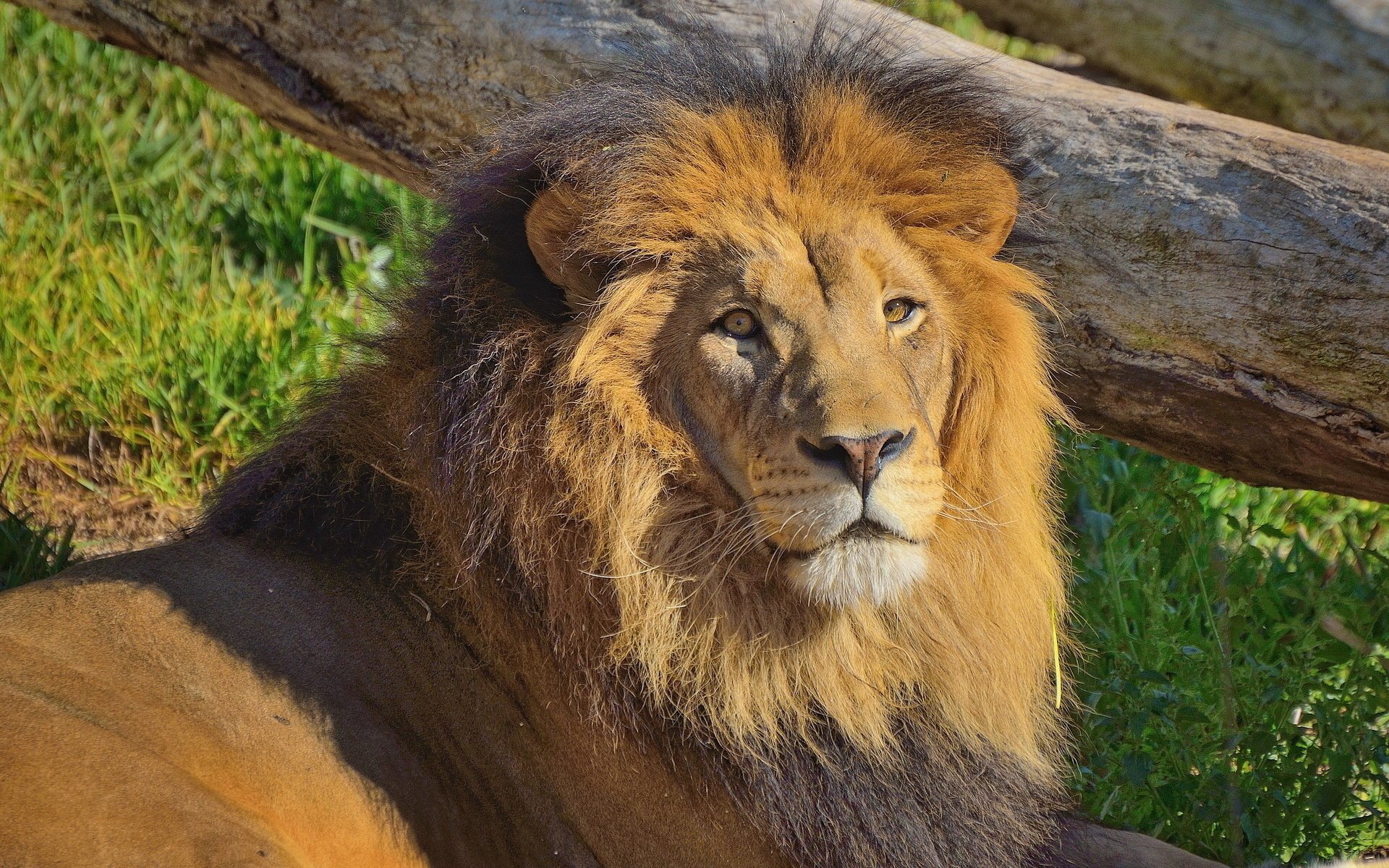 lion repos museau regard