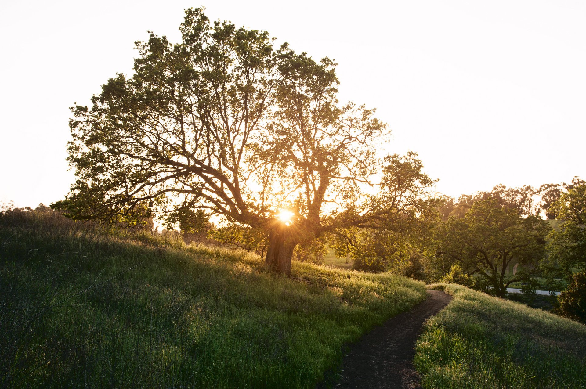 point nature arbre printemps herbe sentier soleil