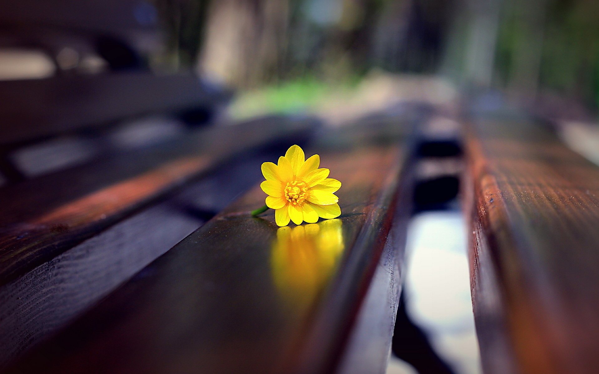 flower bench macro