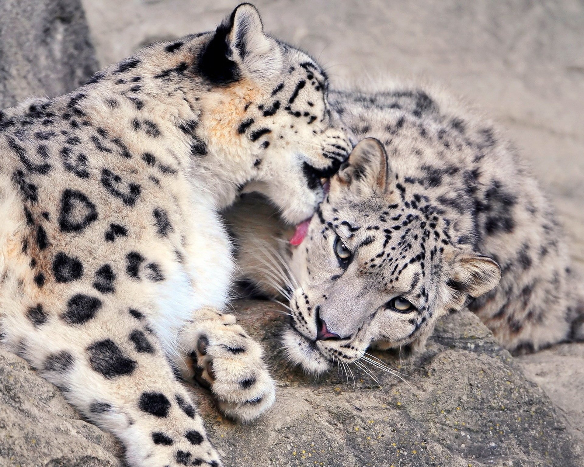 irbis coppia leopardo delle nevi donnola snow leopard vista pietre