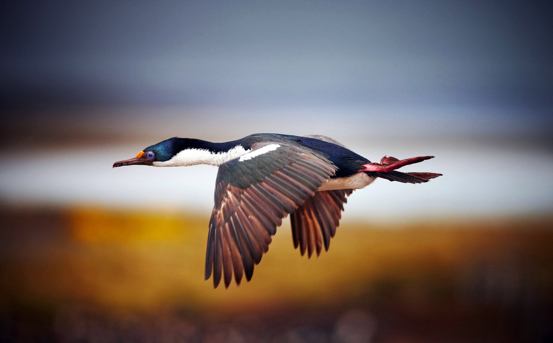 bird tail feathers flight wings stroke beak