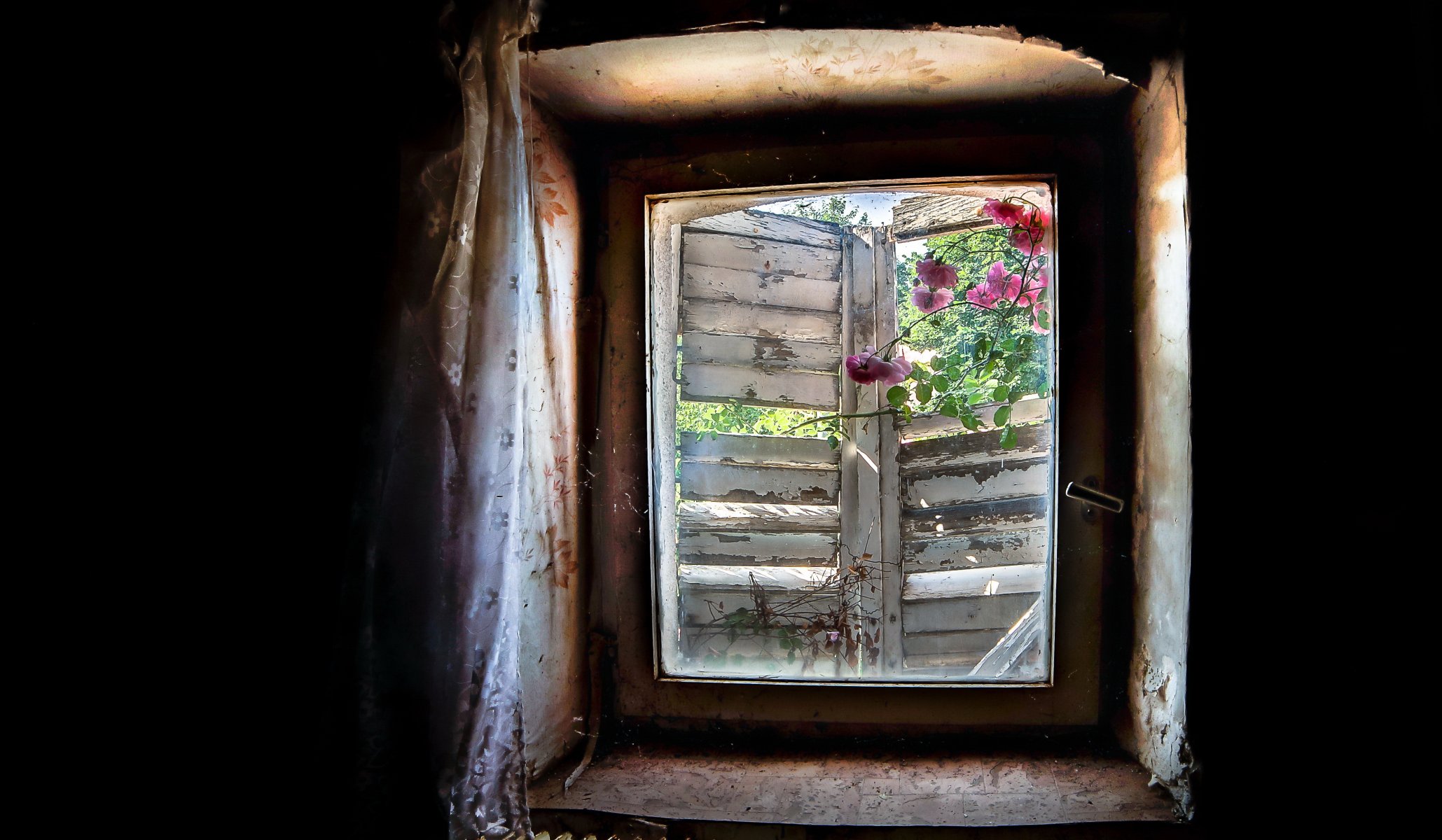 ventana flores fondo