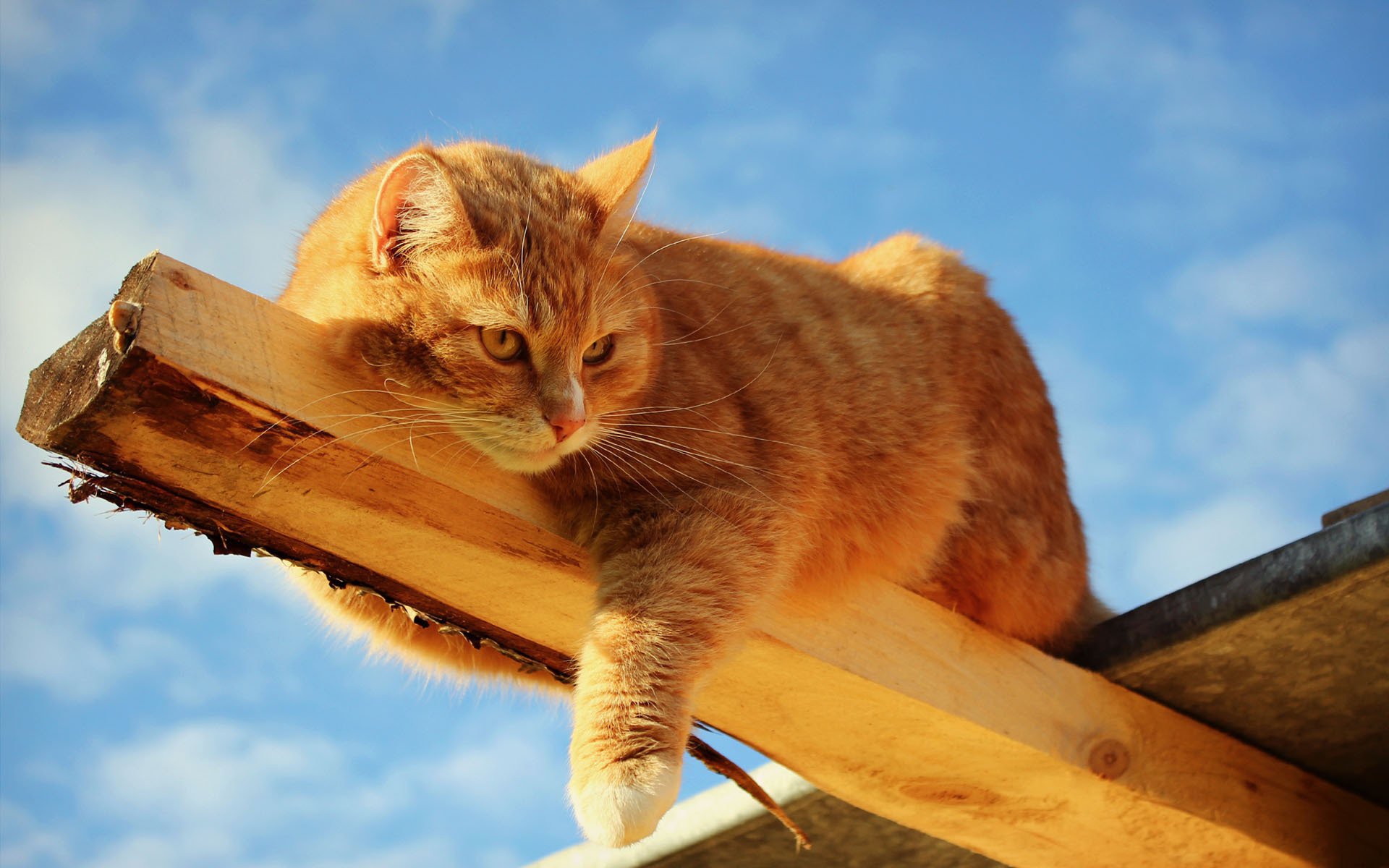 gatto gatto trave rossa pezzo di legno trave tavola sdraiato