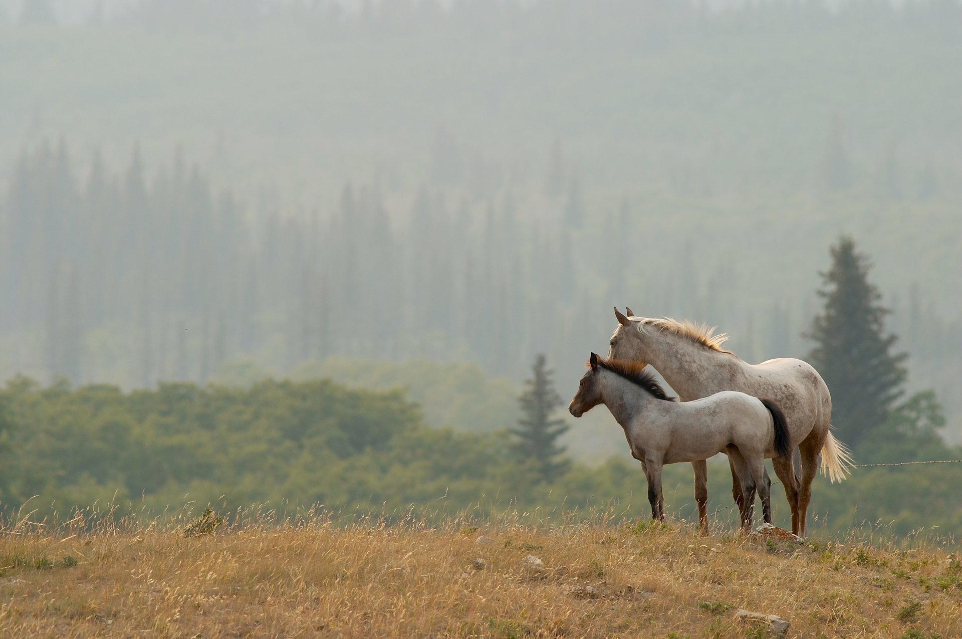 horses landscape nature