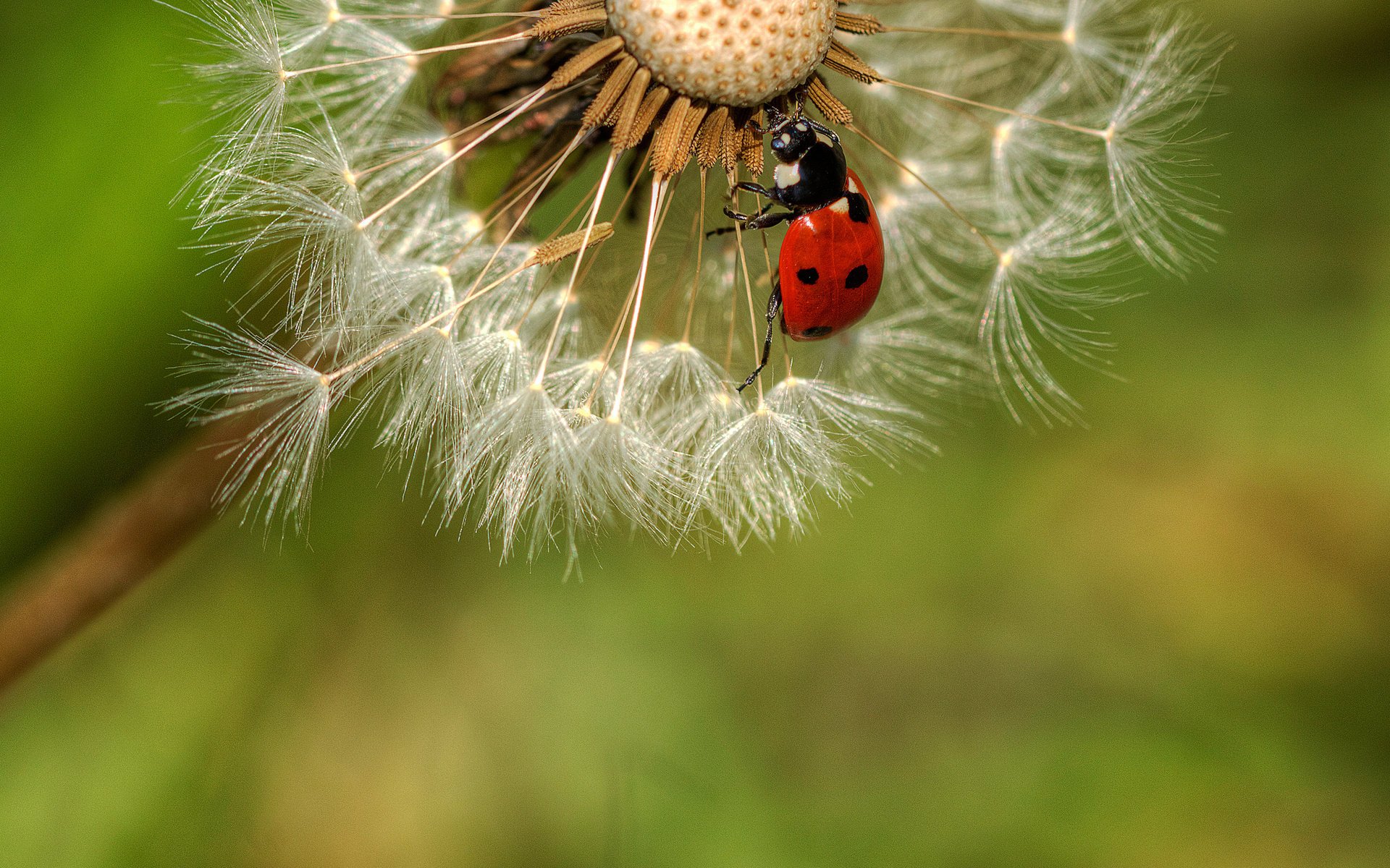 gros plan pissenlit scarabée coccinelle