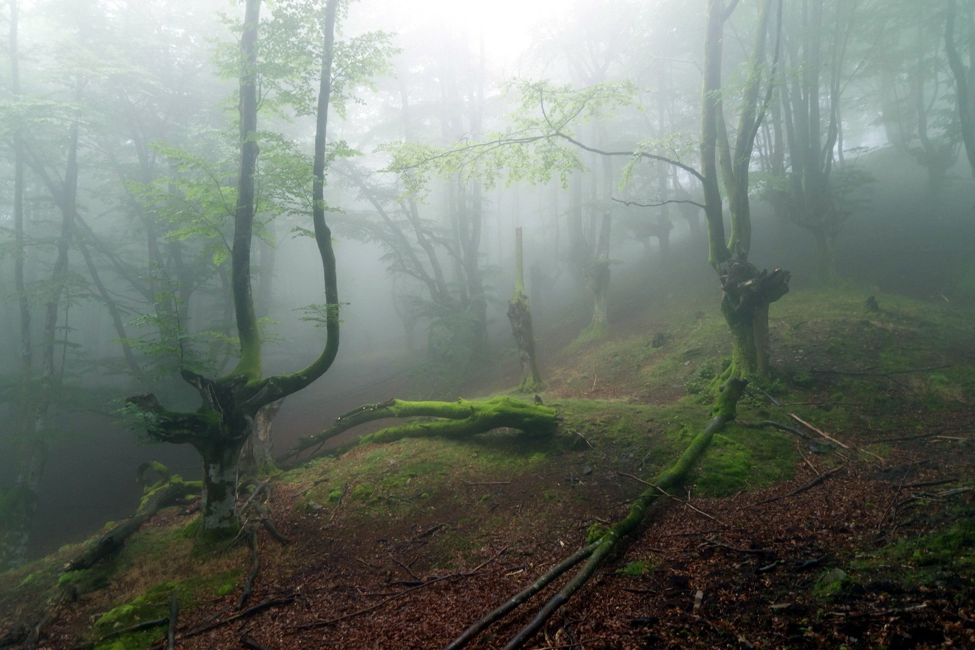 foresta alberi natura nebbia