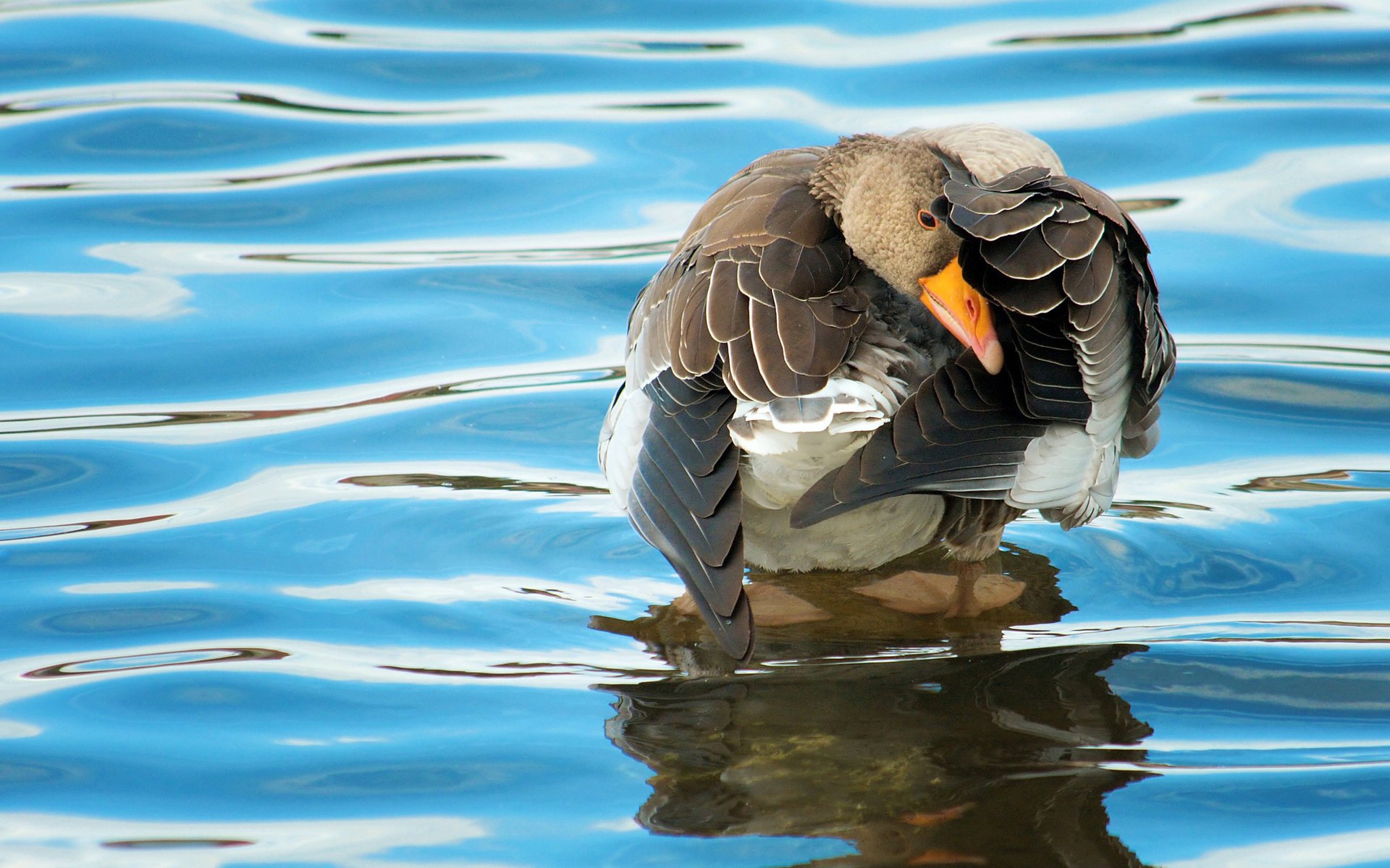 fond plumes oiseau ondulations eau oie surface canard