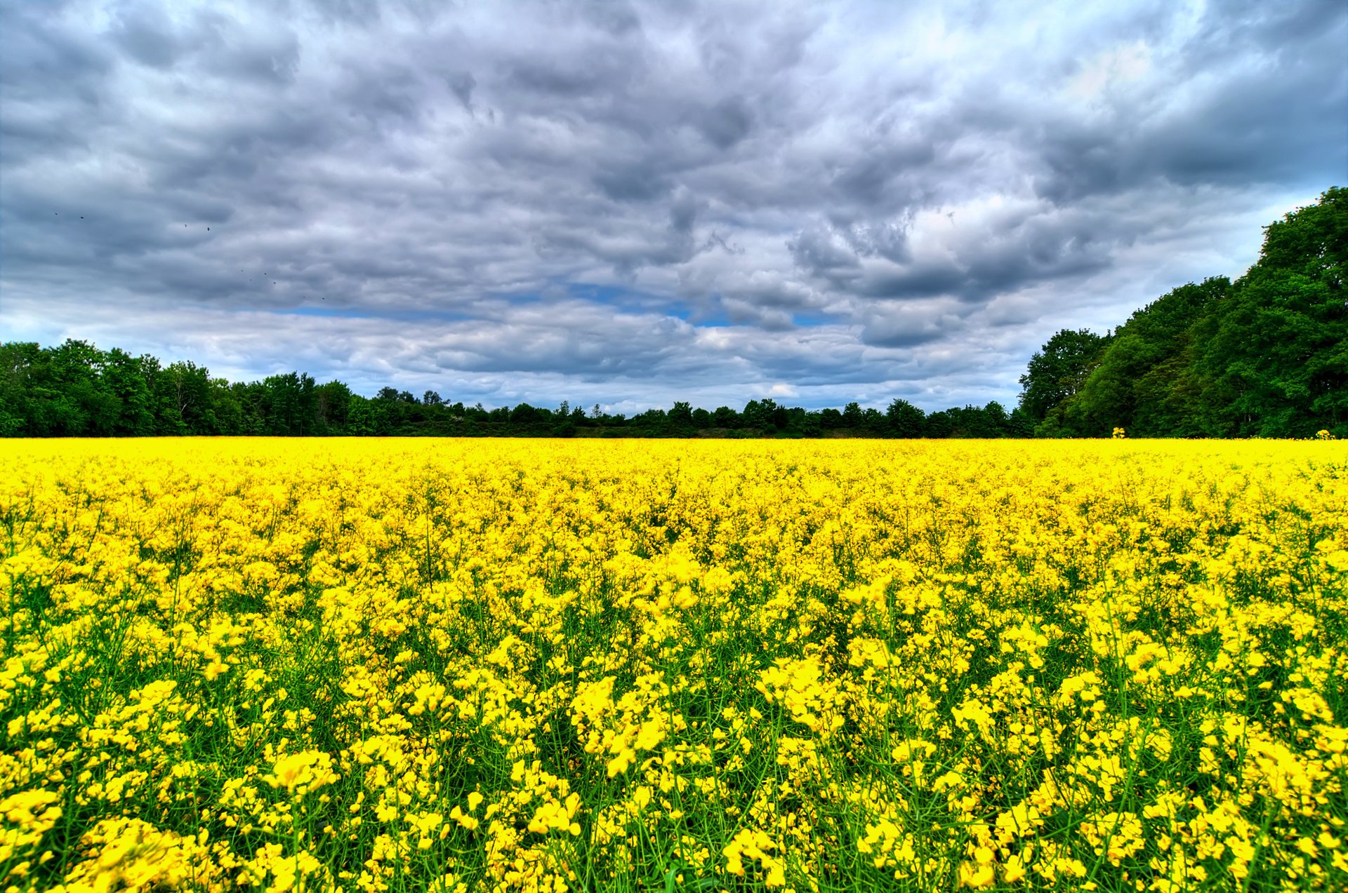 feld raps wolken bäume himmel