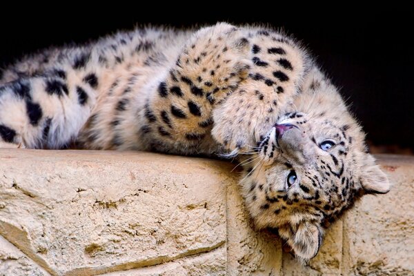 The snow leopard playfully looks and lies