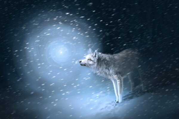 Loup blanc sur la neige dans une tempête de neige en regardant la lumière