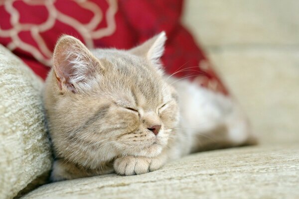 The cat is sleeping sweetly on the couch