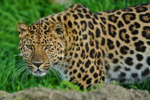 Der räuberische Blick eines versteckten Leoparden