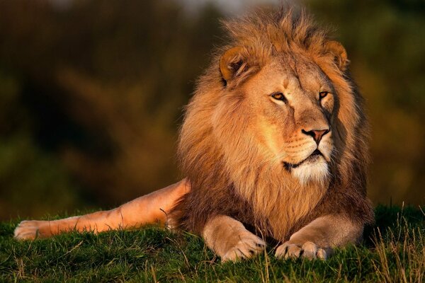 A lion with a gorgeous mane lies and looks into the distance