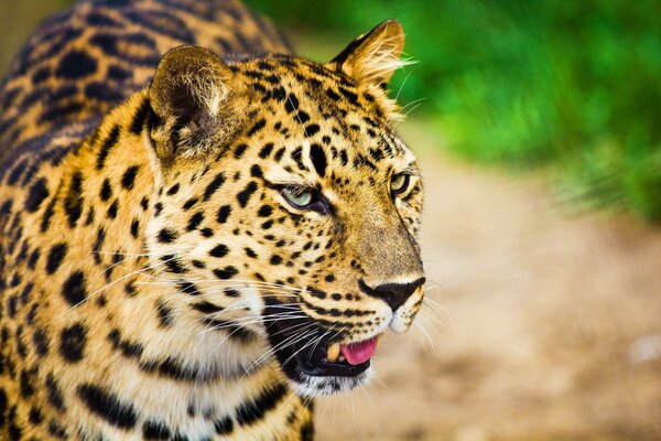 Große fleckige Katze Leopard