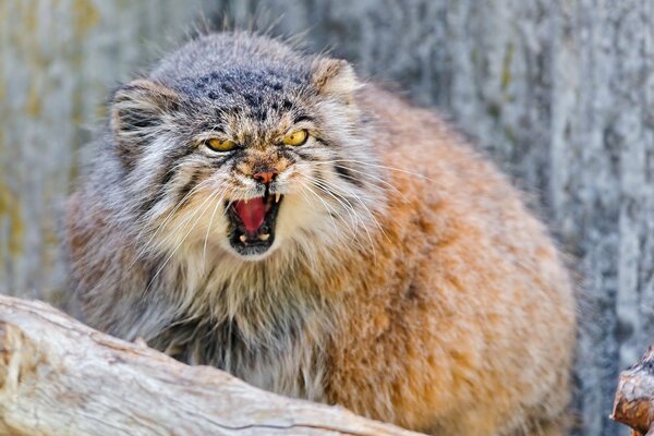 Animal depredador-manul en un árbol