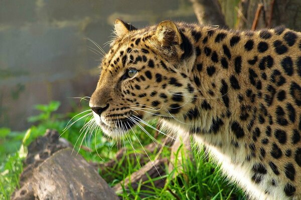 Fernöstlicher Leopard schaut in die Ferne