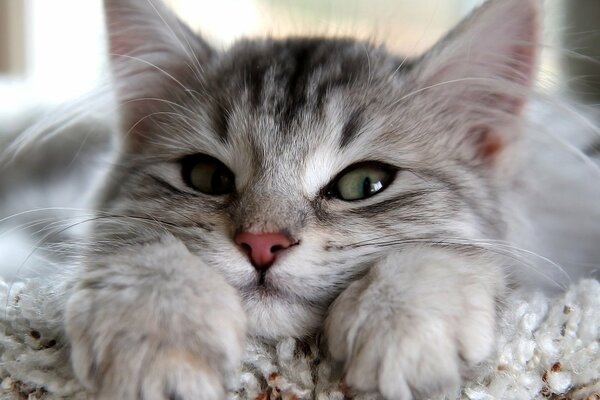Pequeño gato gris con aspecto hermoso