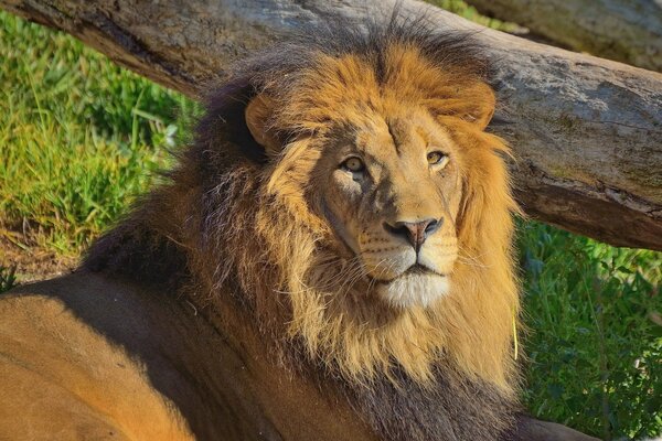 Lion couché sur l herbe verte