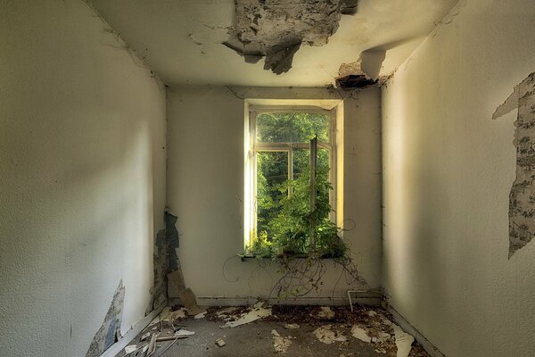 Pousses de germination sur les ruines de la maison