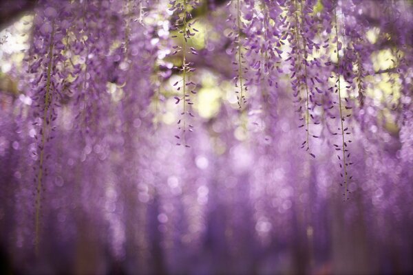 Purple flowers on branches in macro photography