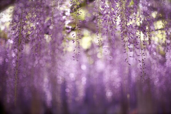 Fioletowe kwiaty na gałęziach w makrofotografii