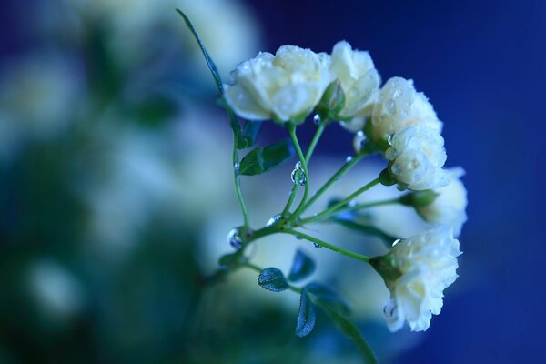 A branch with white roses on a purple background