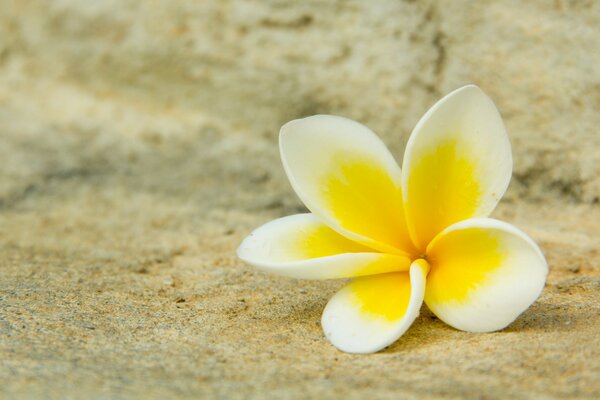 A lone plumeria flower on the sand