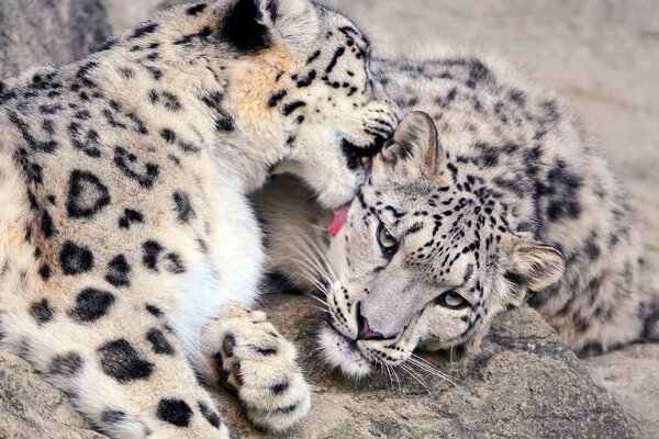 Couple de léopards des neiges